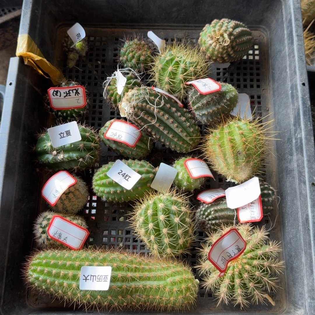 252无名2个无根侧牙3公分左右，20包邮