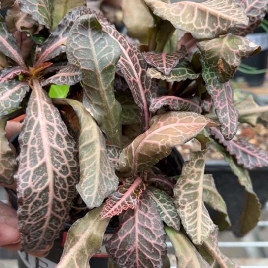 当前无花栽培后可以开花大彩叶麒麟