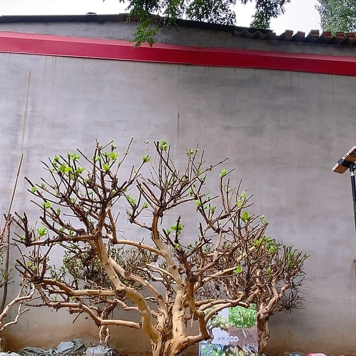 无花朵可盆栽可地载的金银花茶桩树