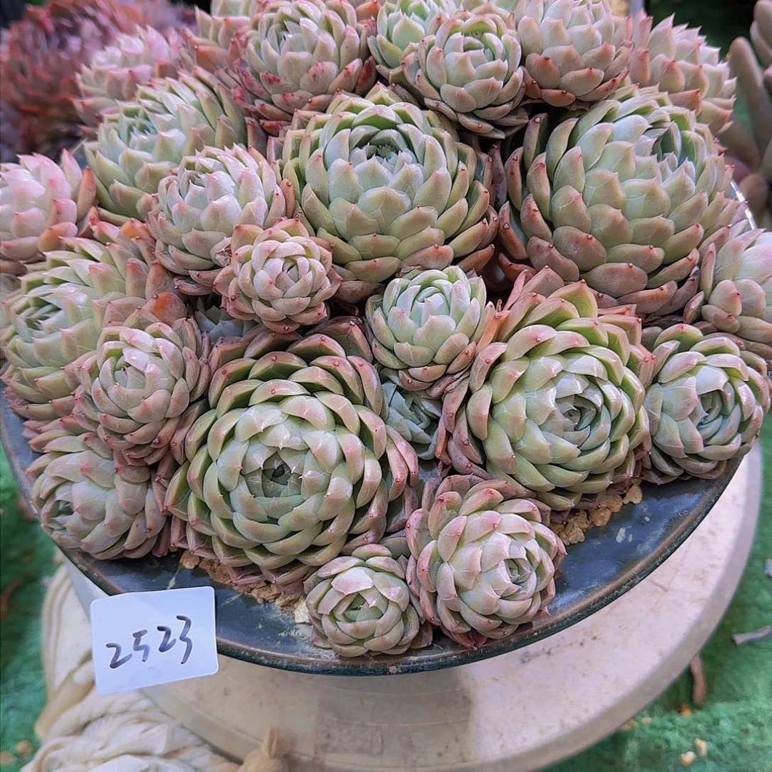 蛋*2523杂交多肉植物