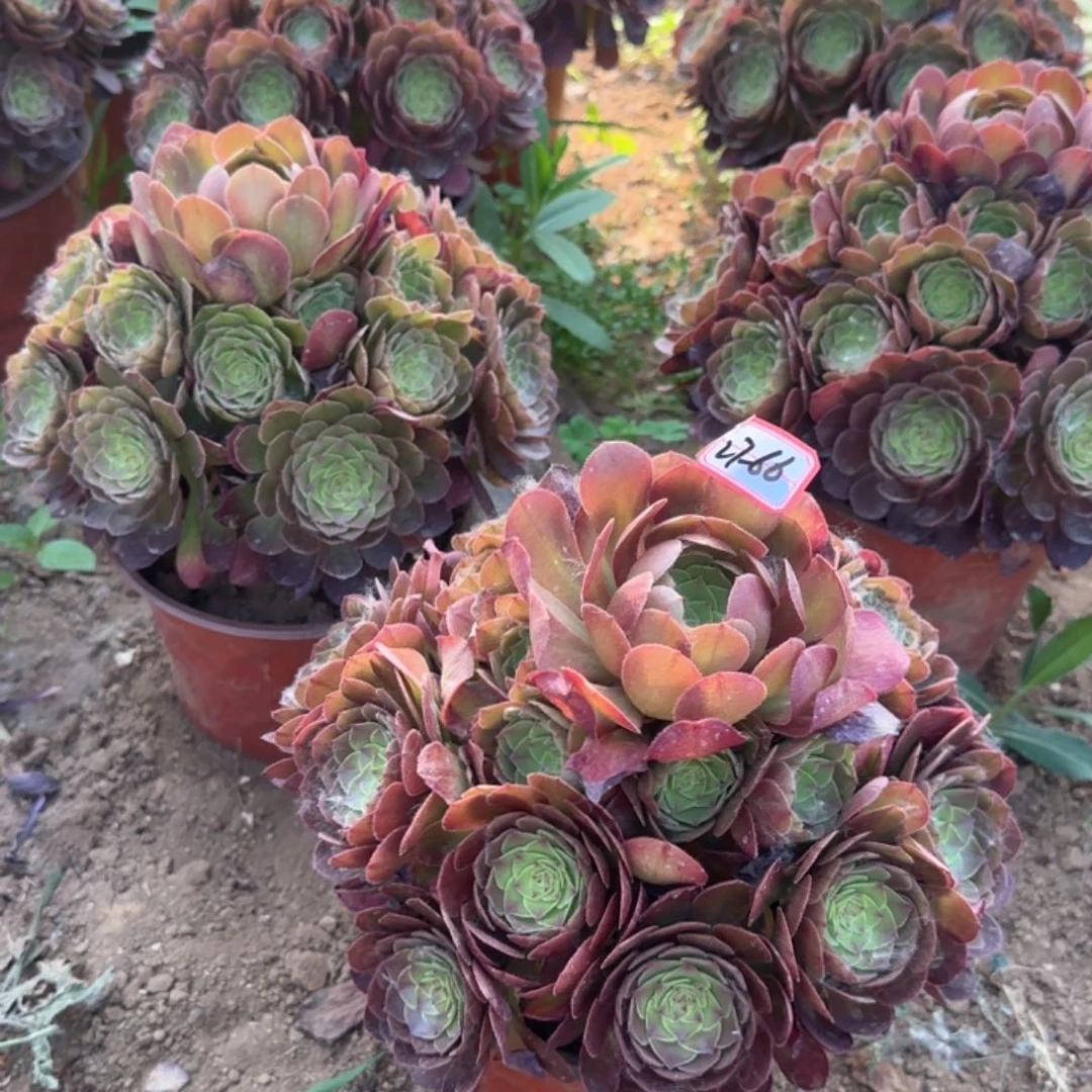 27-65万圣节亮牌8.8一个地理多肉