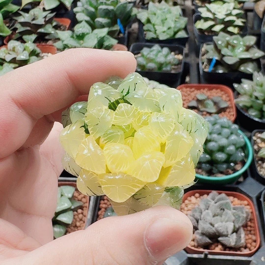 无花朵十二卷福利活动裸根玉露锦