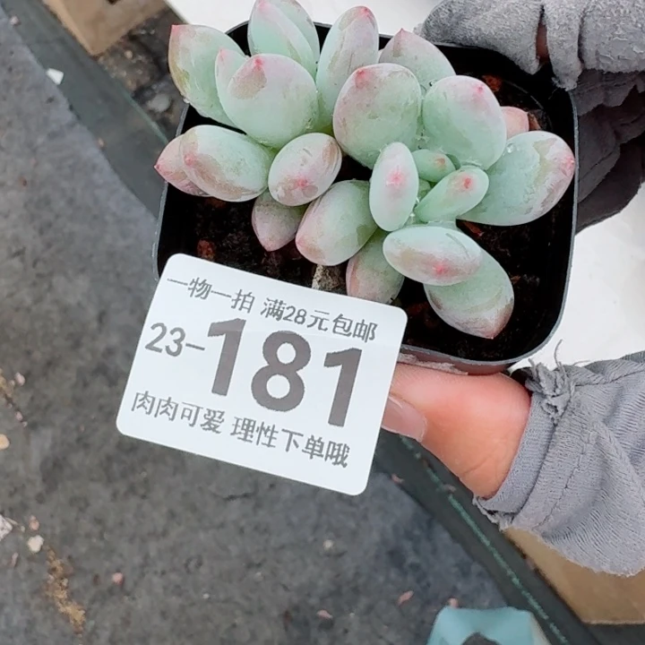 椰奶无盆土发货无盆土发货