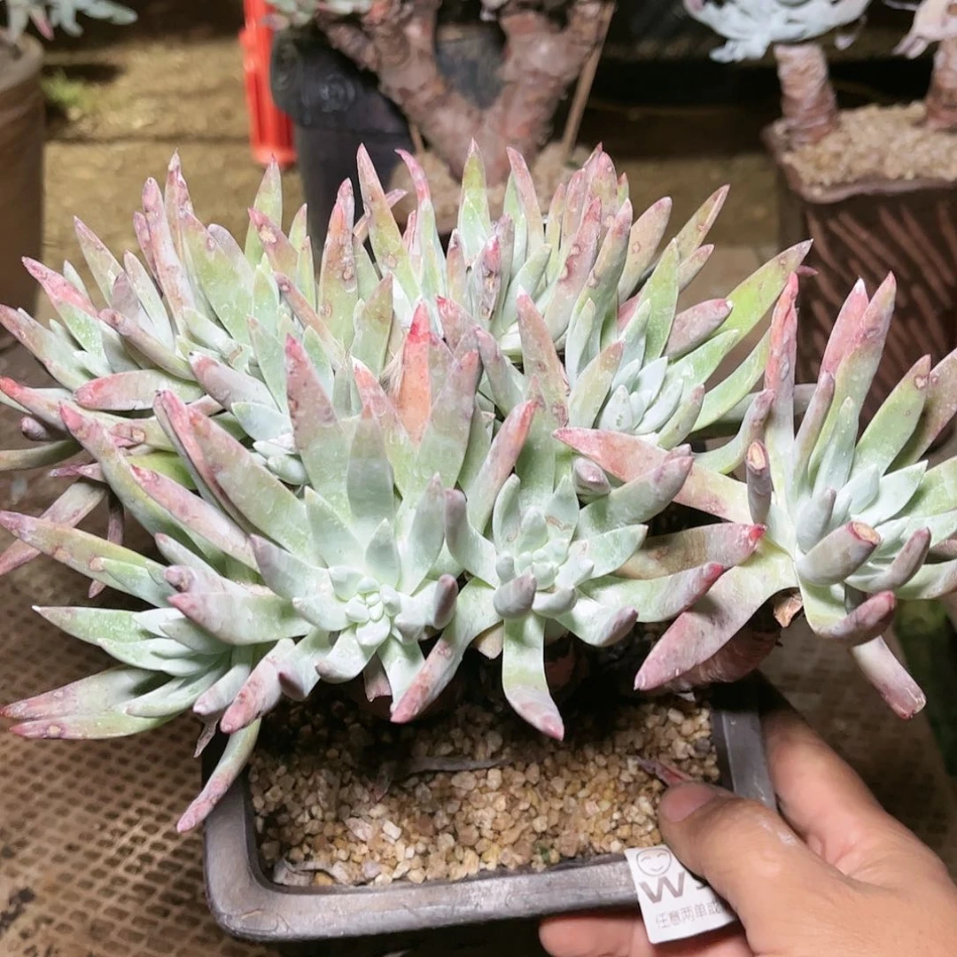 9015蓦然一白菊仙女杯多肉