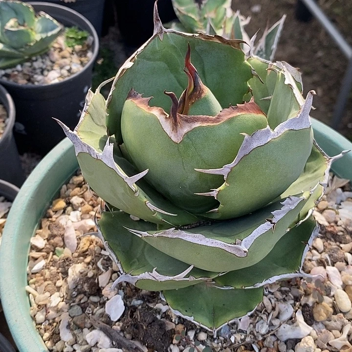 大圣剑。        一个