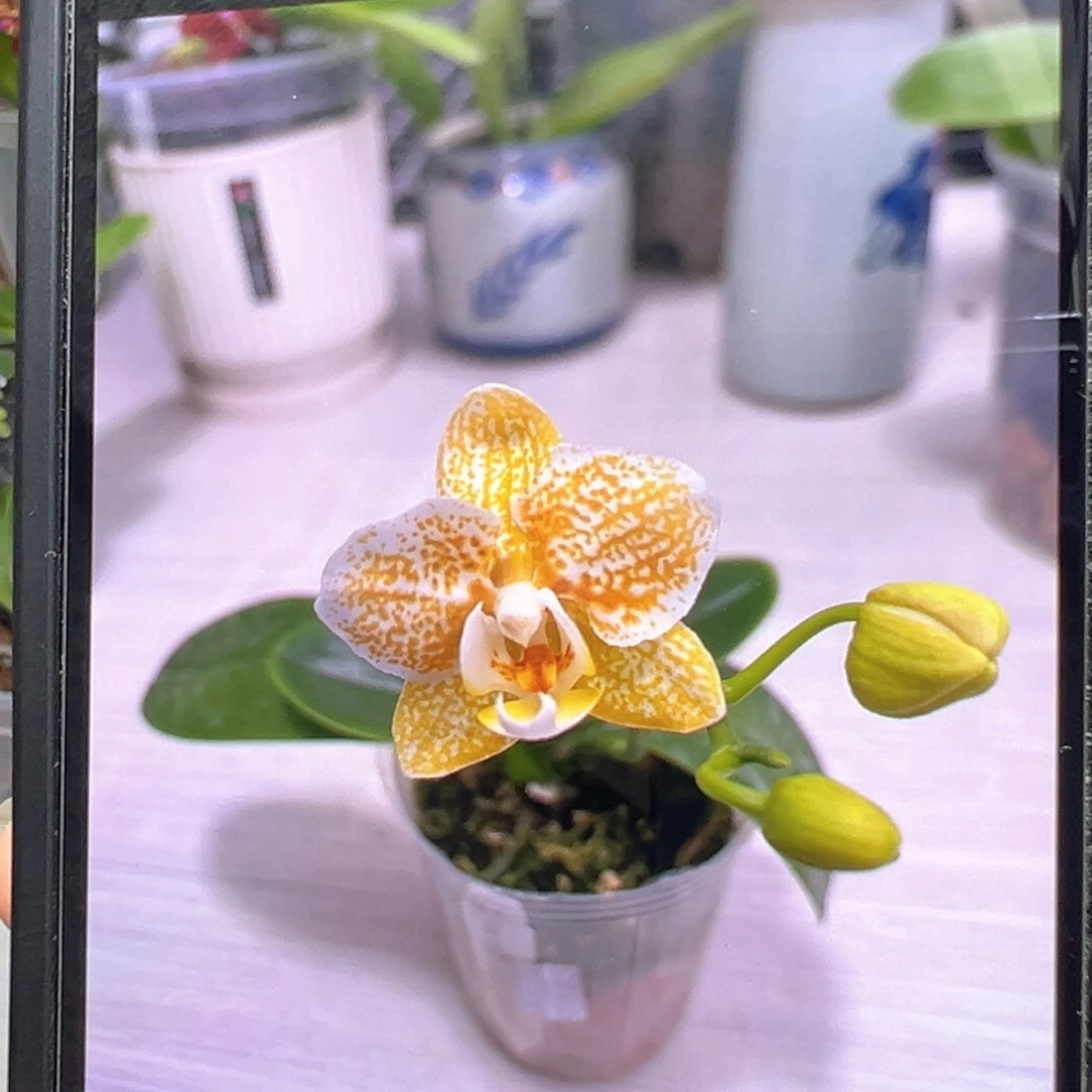 大部分开放少量花苞雅风黄金豹