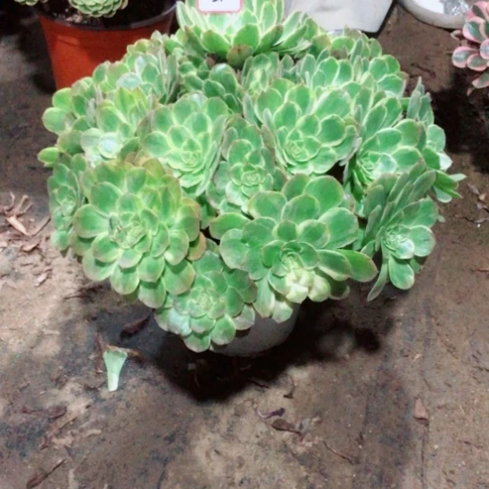 甘***珍无花朵万七彩法师多肉植物51号