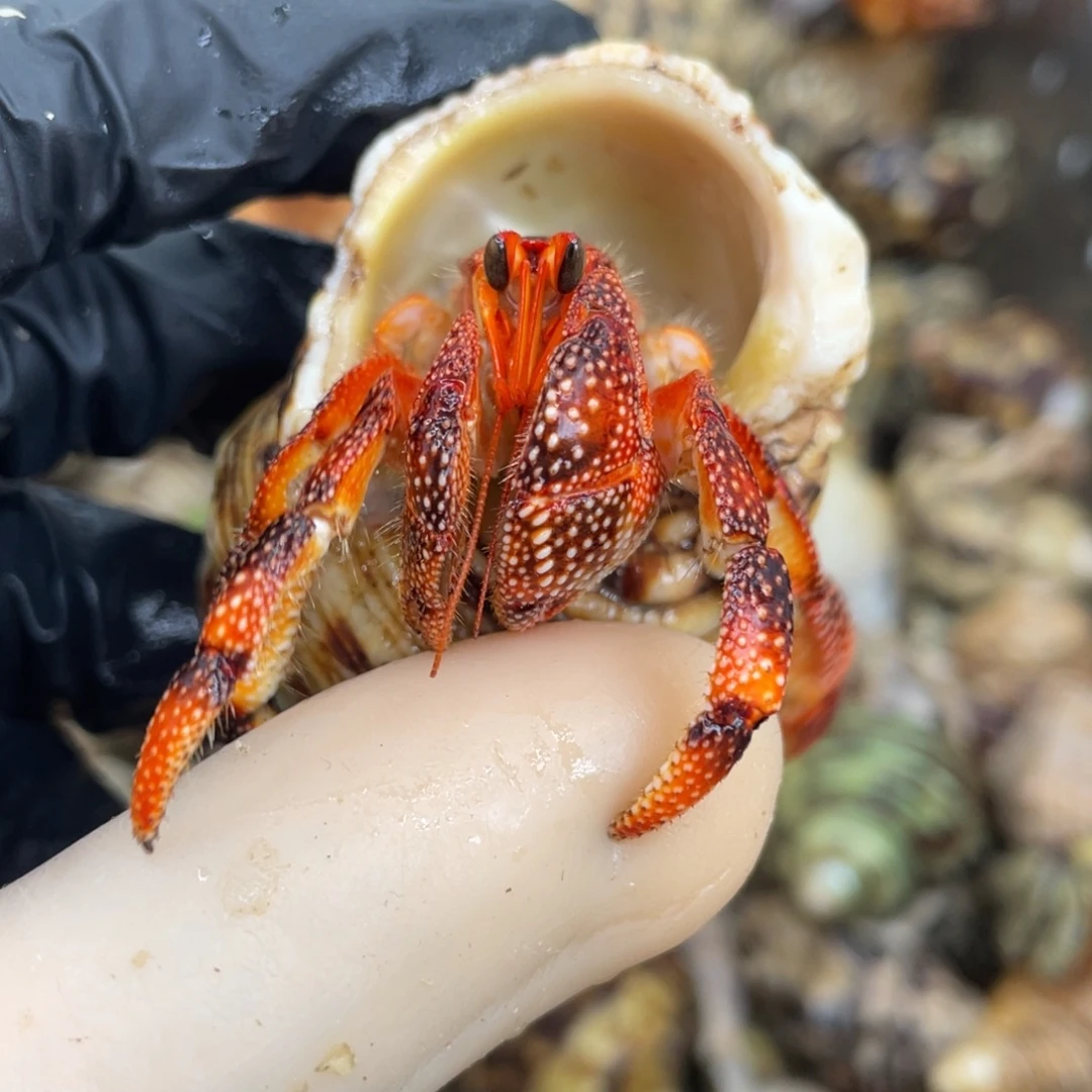 活体宠物不退不换2