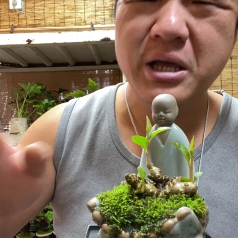 红陶一物一拍所见即所得70
