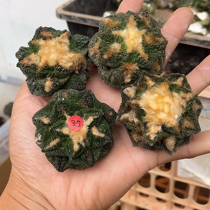 苗接落地牡丹四颗没根