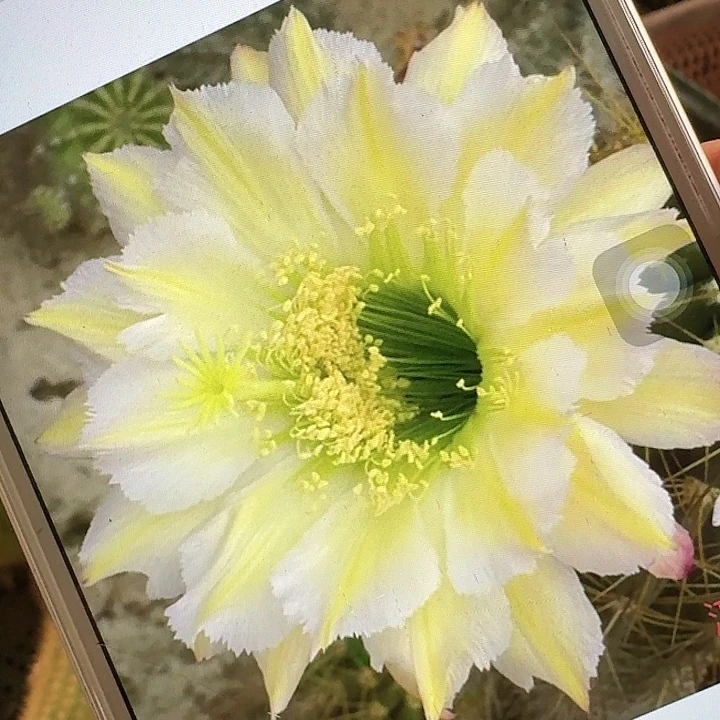 鸿鹄侧芽5公分毛花柱