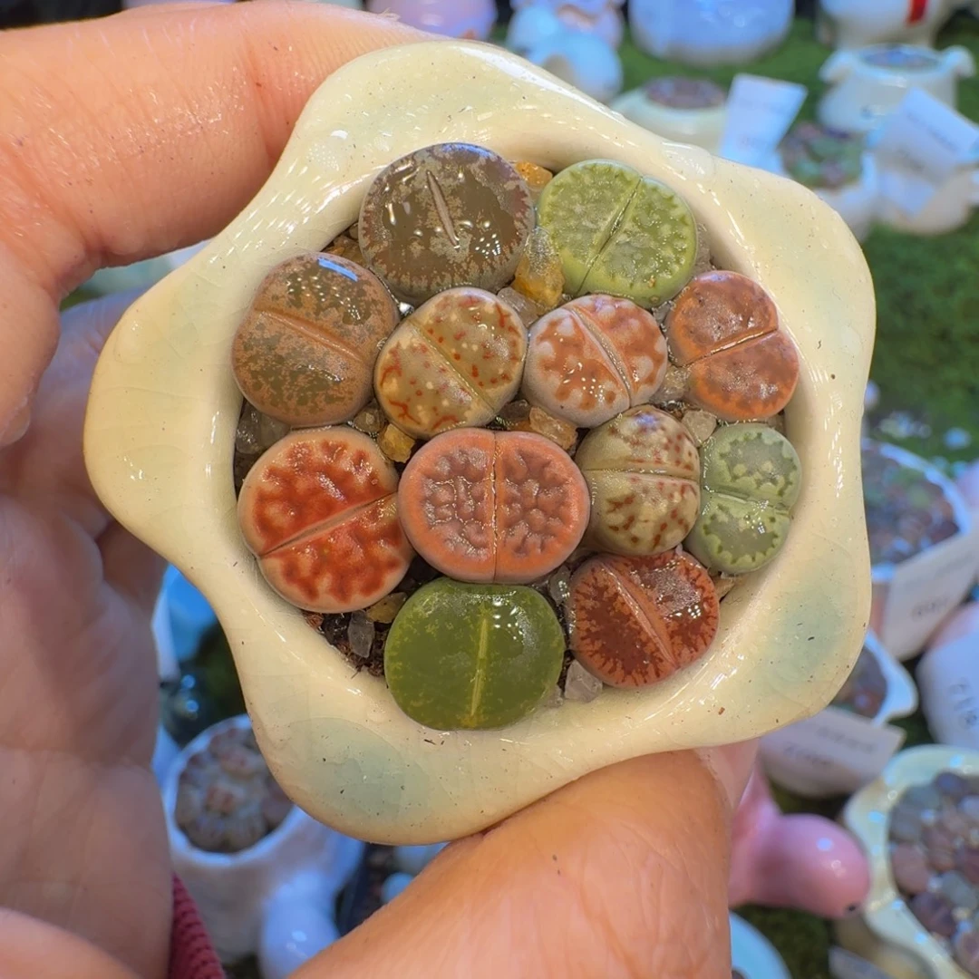 多肉植物福利冲720