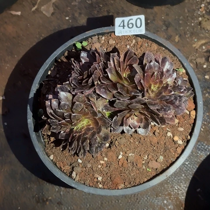 芳***子460黑骑士缀化掌心多肉法师锦不包侧枝断枝