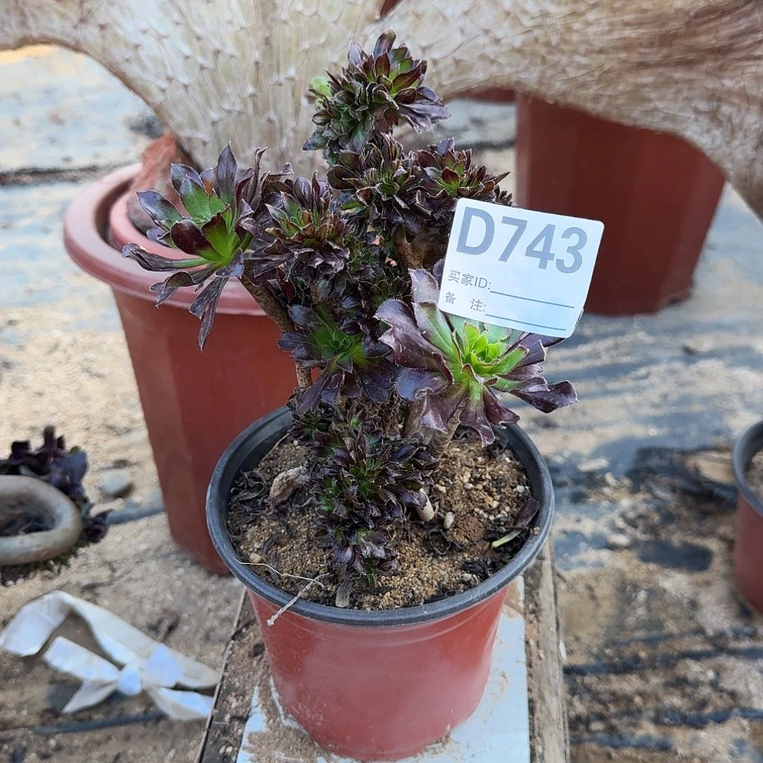 *****743黑法师一颗有伤满28包邮