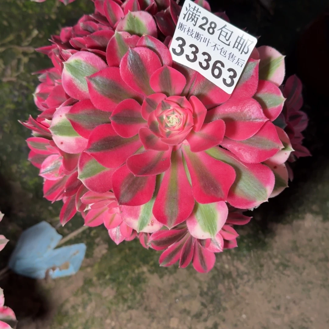 33363女巫多肉植物