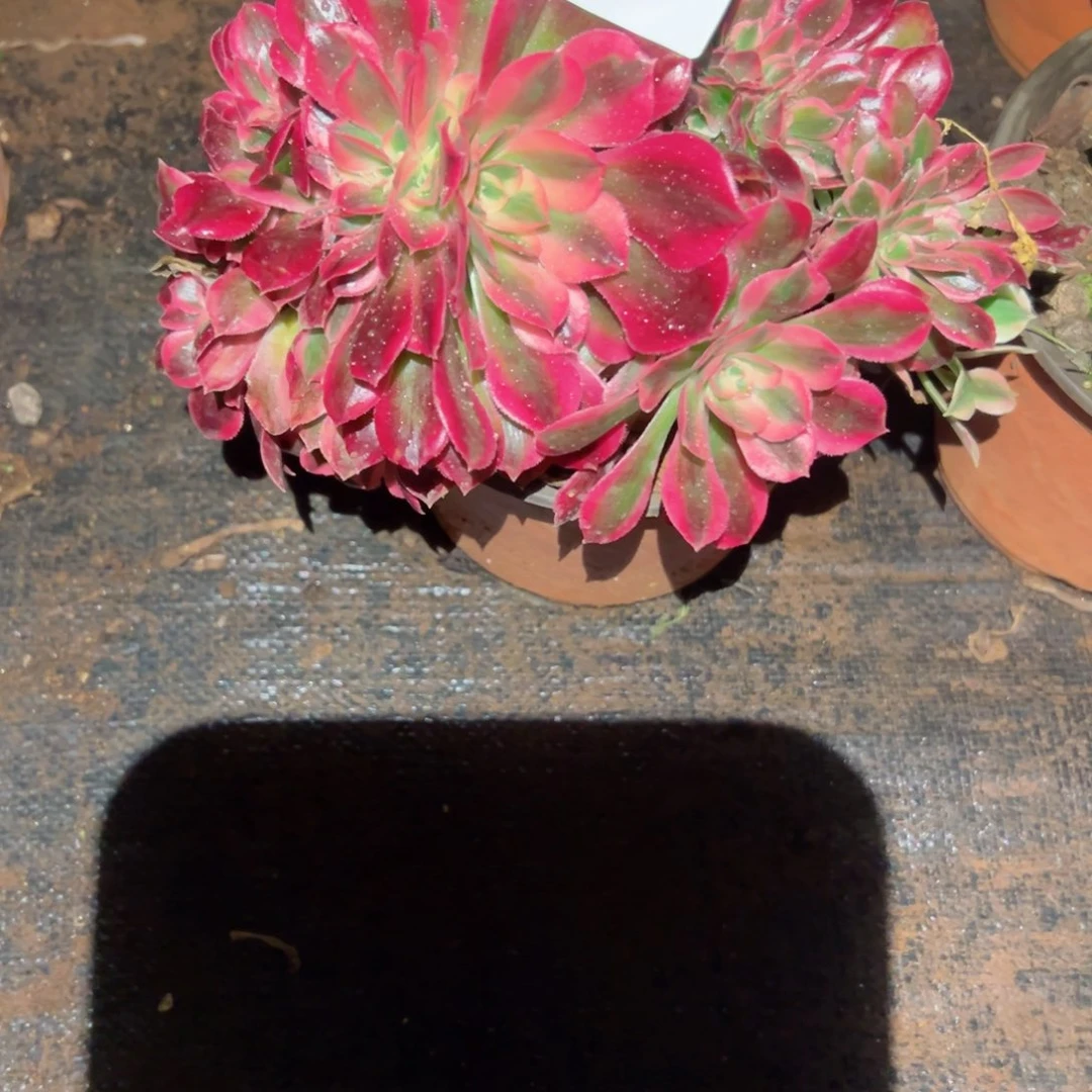 2061 号多肉植物法师新年福利