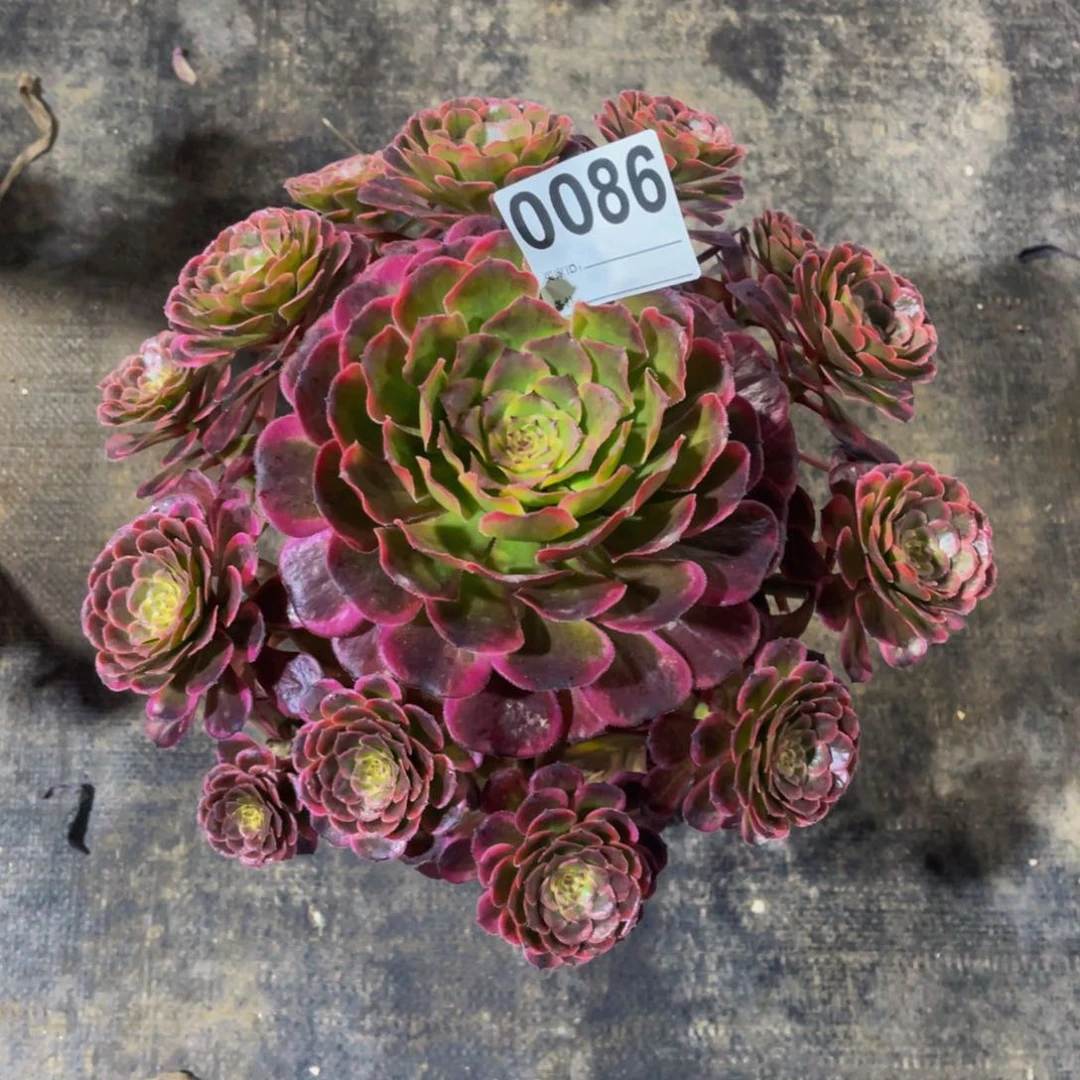 无花朵黑金光0086福利