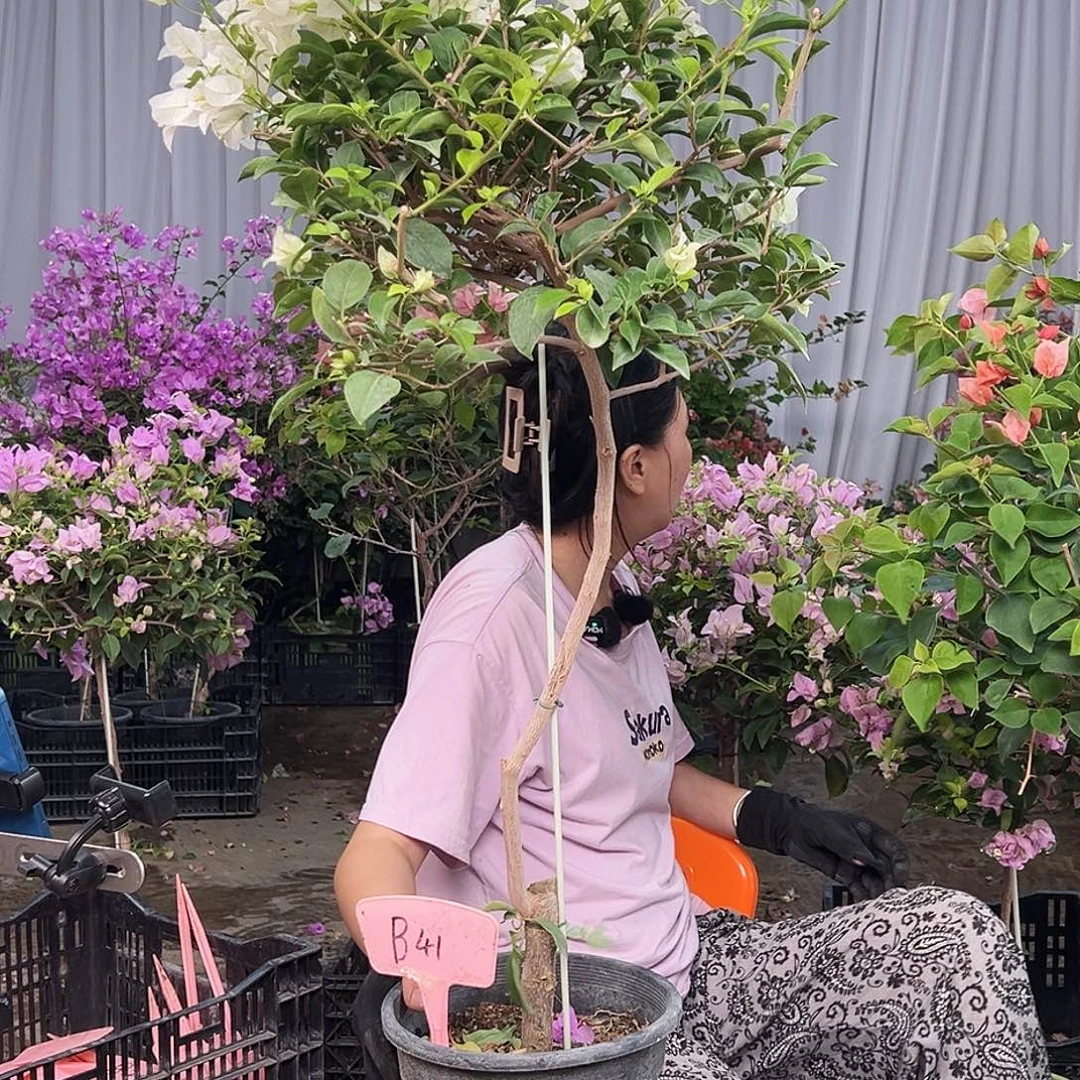林***～大部分花苞少量开放B41白雪