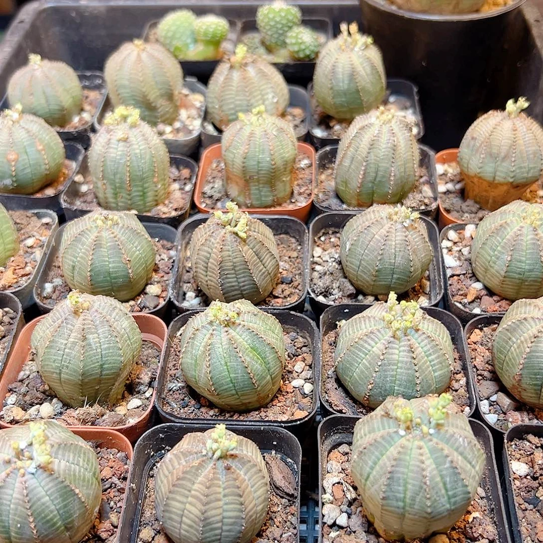 自根欧布3.2公分带盆