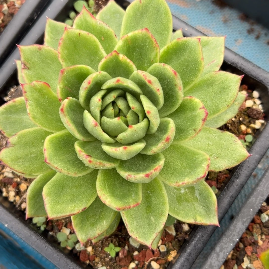 多肉植物一物一拍027