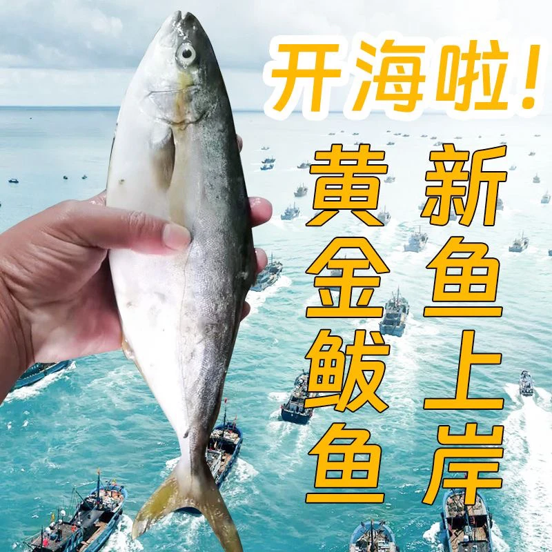 渤海湾黄金鲅鱼（4.9-5.1斤净重10条鱼左右）香煎或者红烧都很好吃