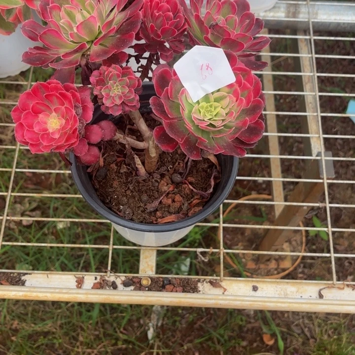 云南红铜好看68号