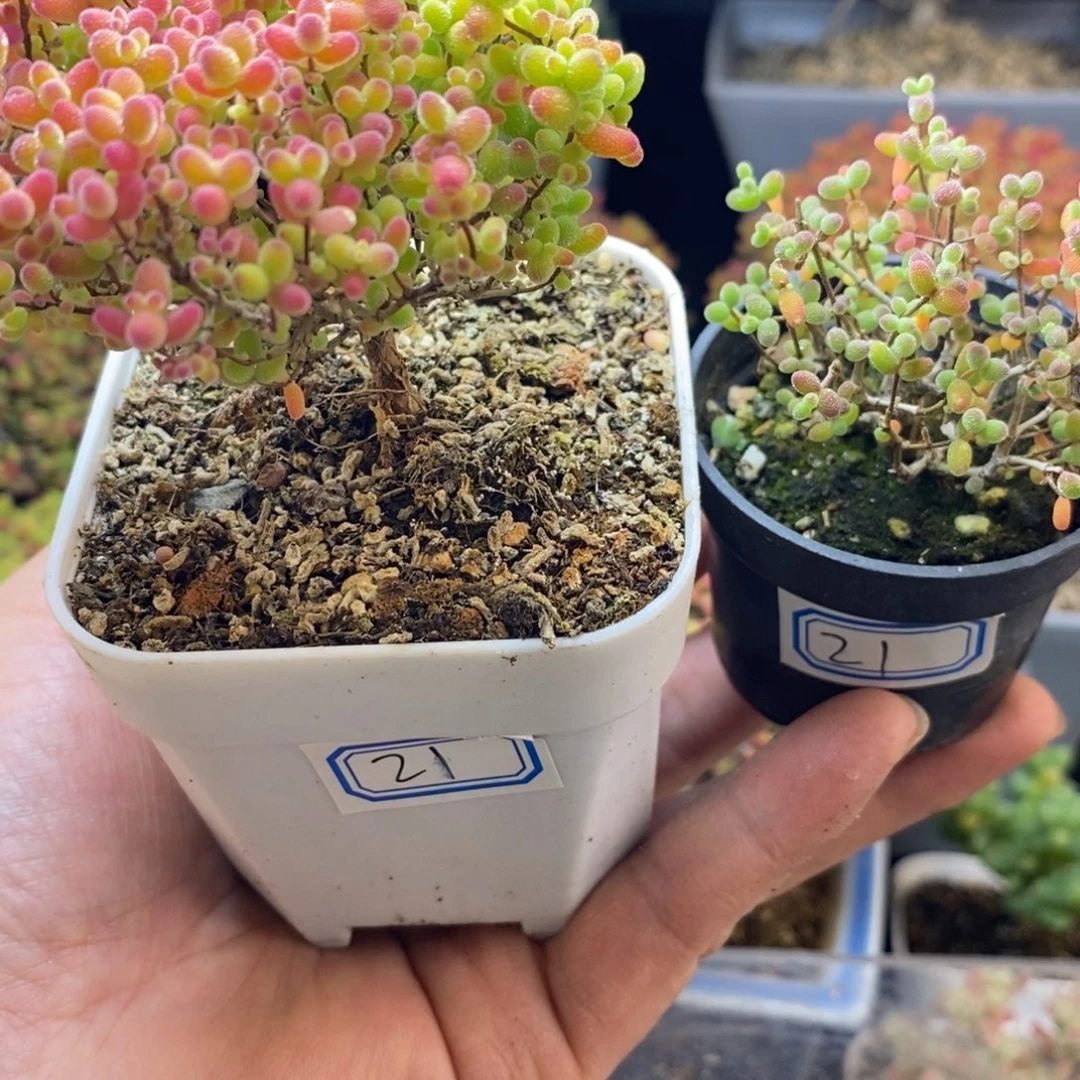 林***瓜完全开放21号糖球2个