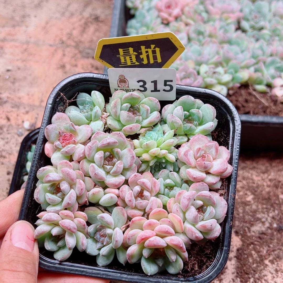多肉植物多肉植物