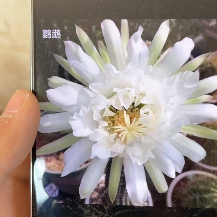 毛花柱鹦鹉25公分以上满18包邮
