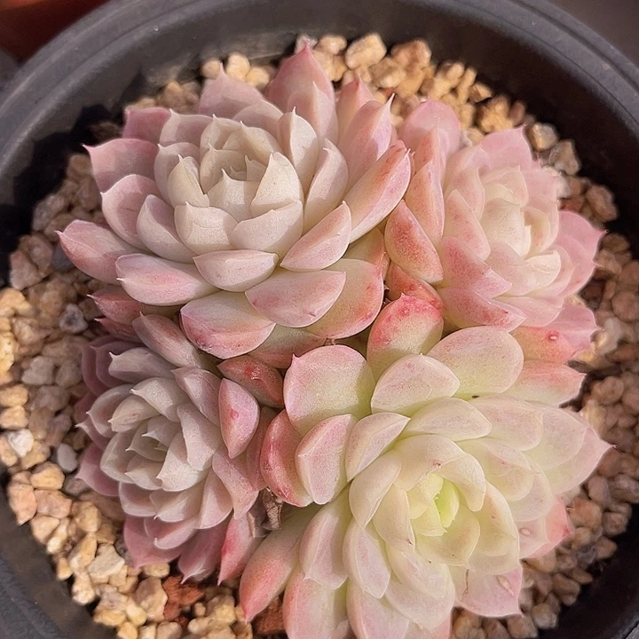 月影杂1507多肉植物