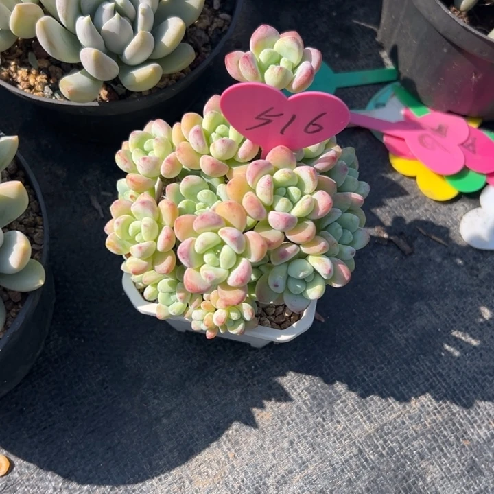 轻***扬多肉植物一物一拍