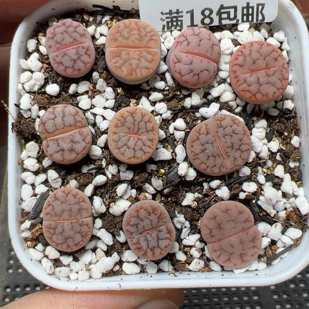 【闪购商品】1104……