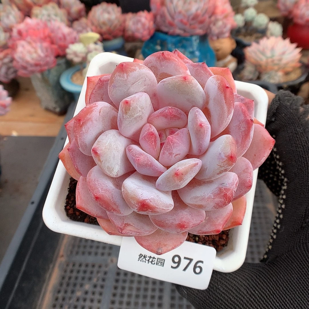 976紫皮橙多肉植物66666