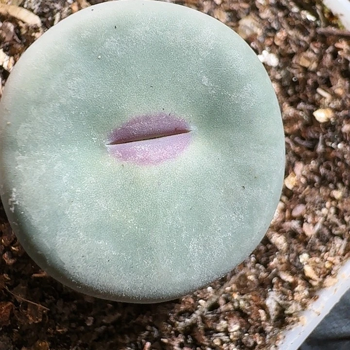 Y*生石花111444477。    285