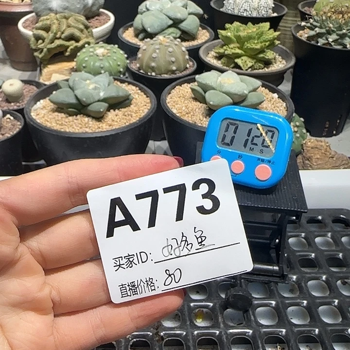 好***鱼实生仙人球特价一颗