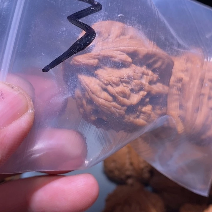 文玩核桃把件匆***人3呃呃呃