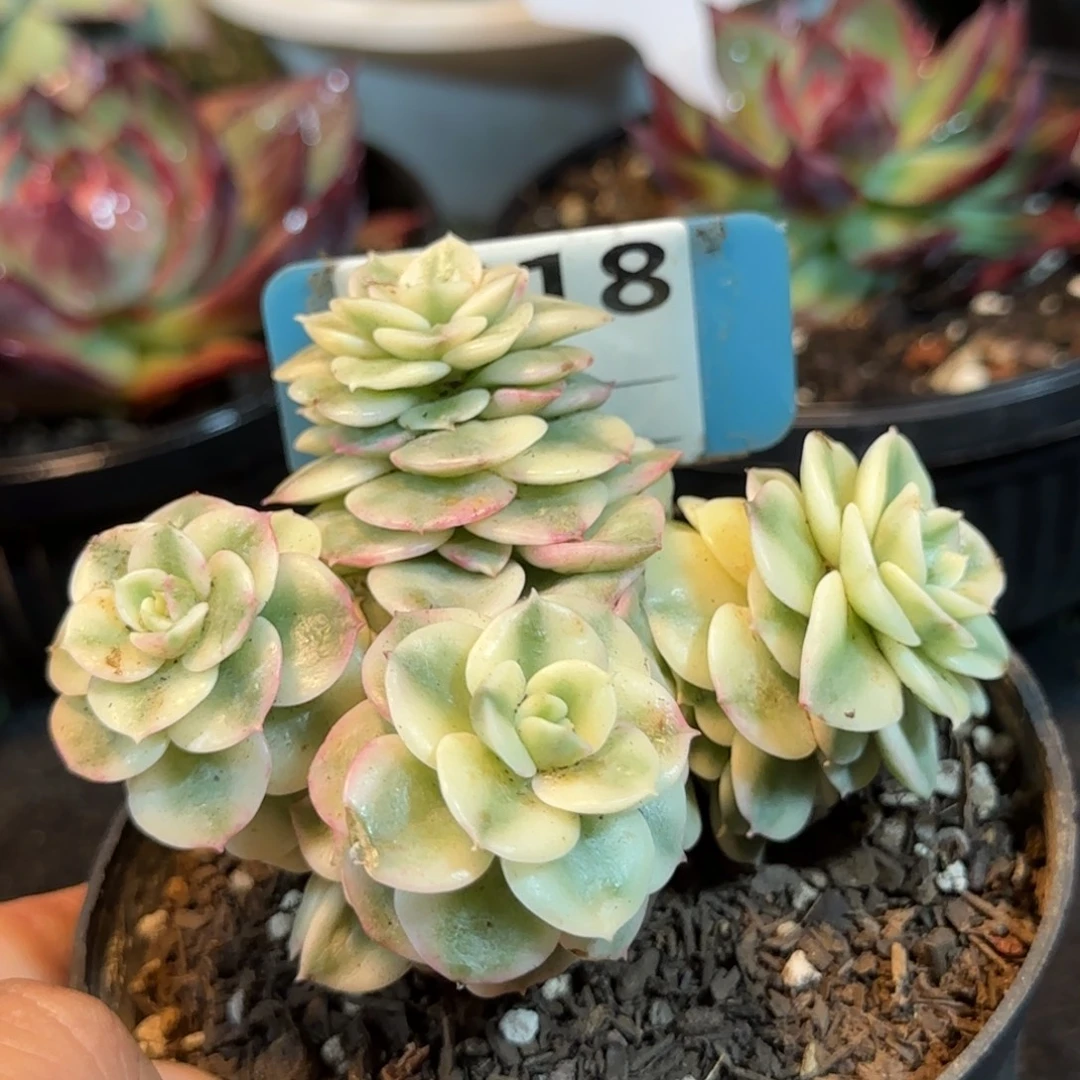 啦牡丹锦惊鸿一物一拍包装收缩花旱918