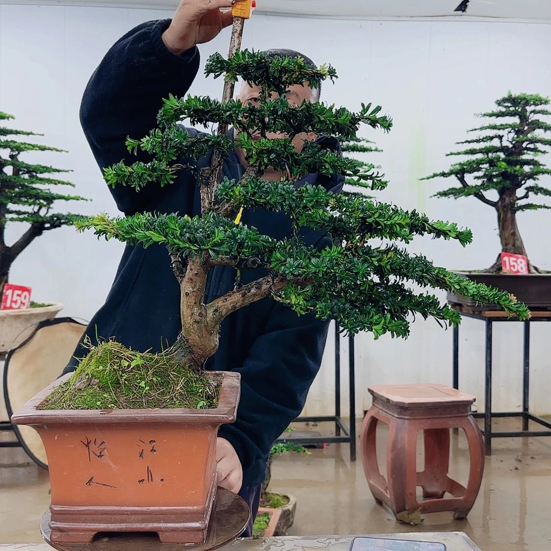 无花朵盆景园林……