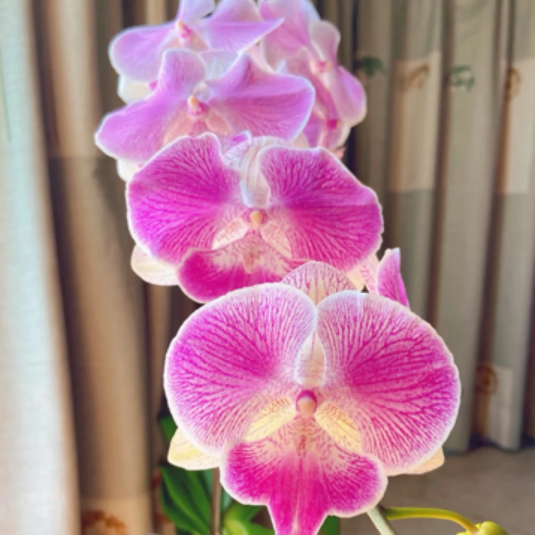 蝴蝶兰【梦露大舌头】3.5寸杯带花剑没有开花爆根