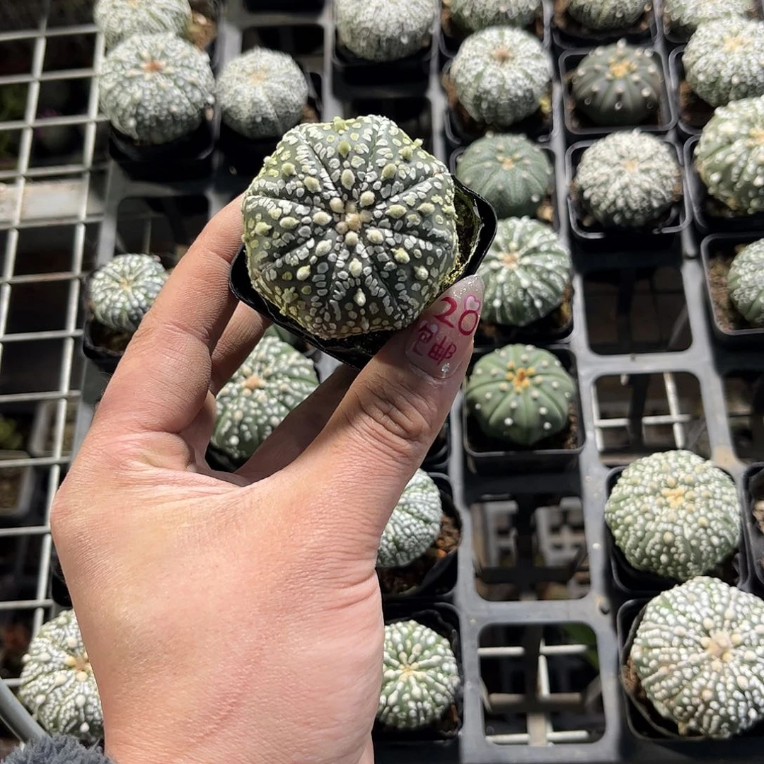 吉***力26584一物一拍单头发货