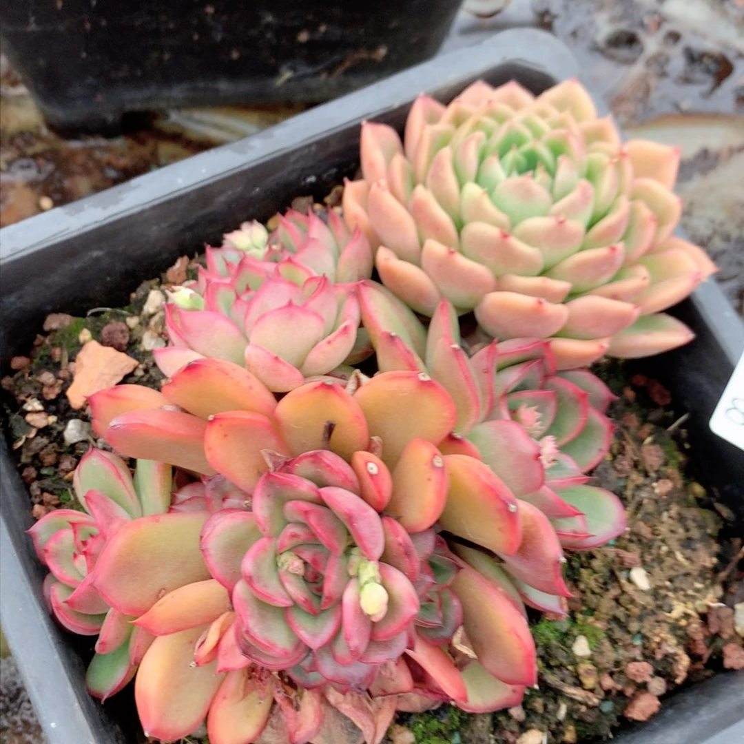 8338散群特价处理