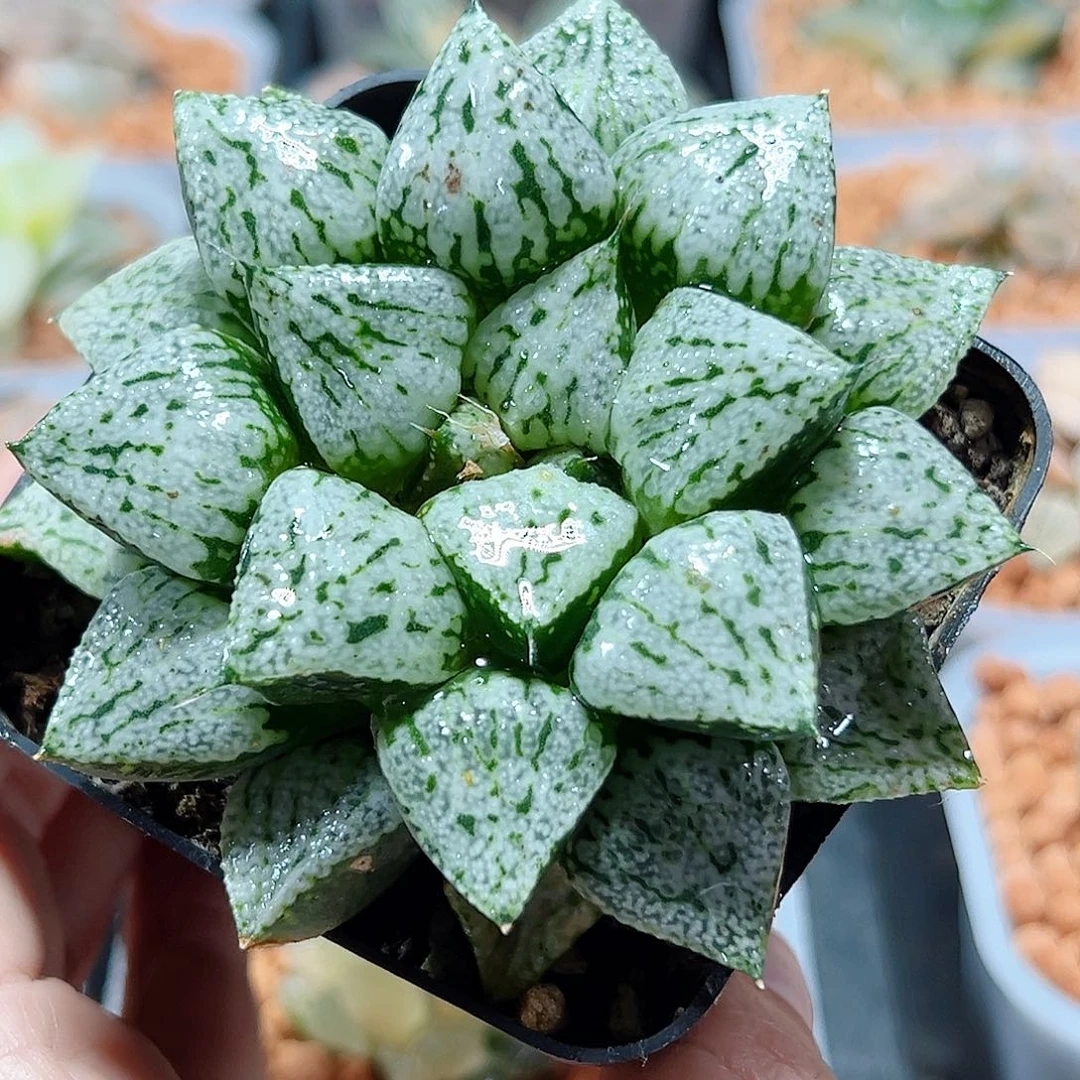 十二卷多肉潘多拉