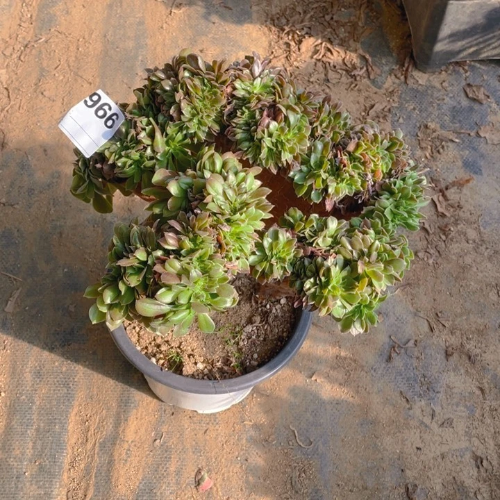 多肉柠檬玫瑰缀化966