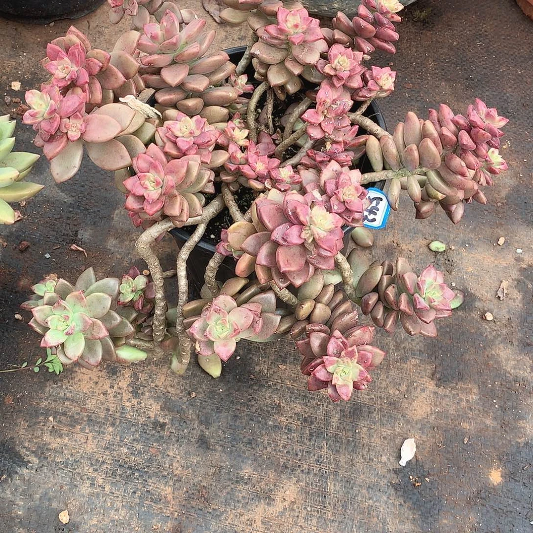 542姬胧月 一物一拍多肉