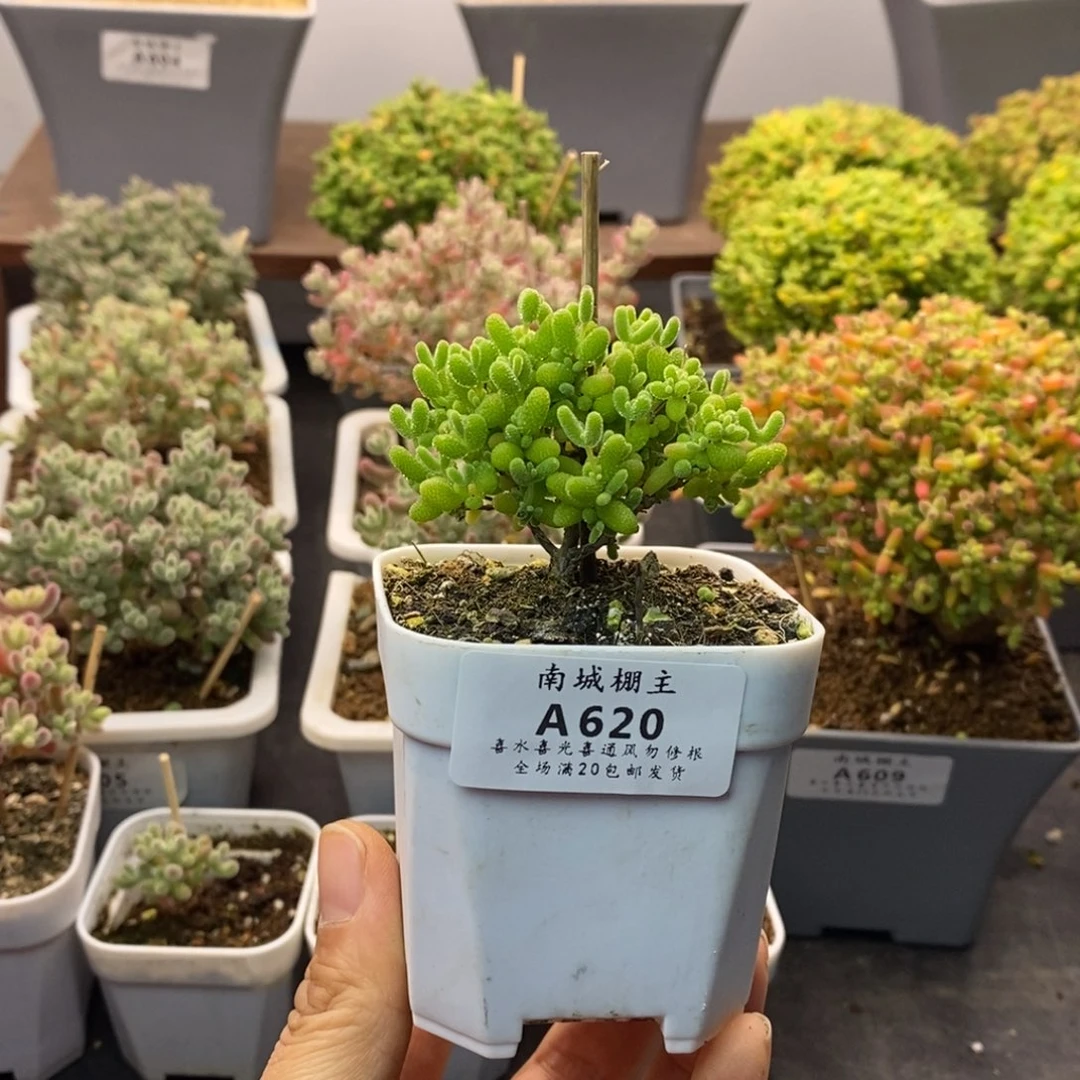 620蜜橘糖球枝干番杏