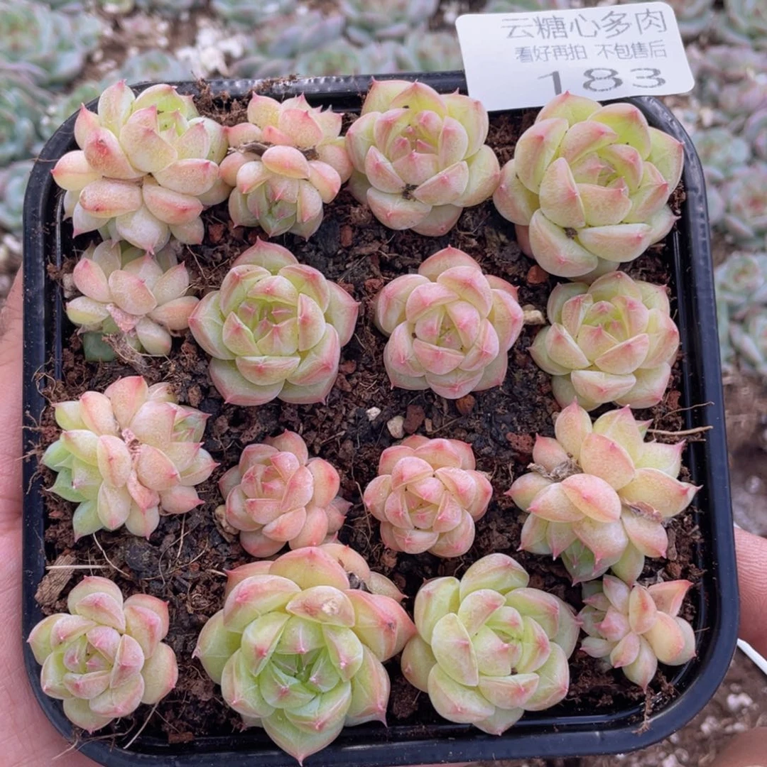 云糖心多肉植物183