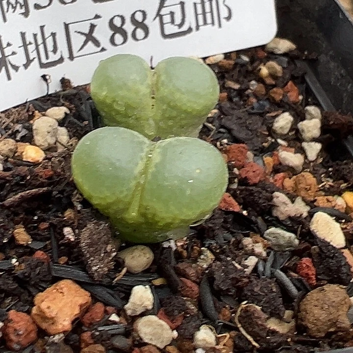 无花朵790号福利风铃