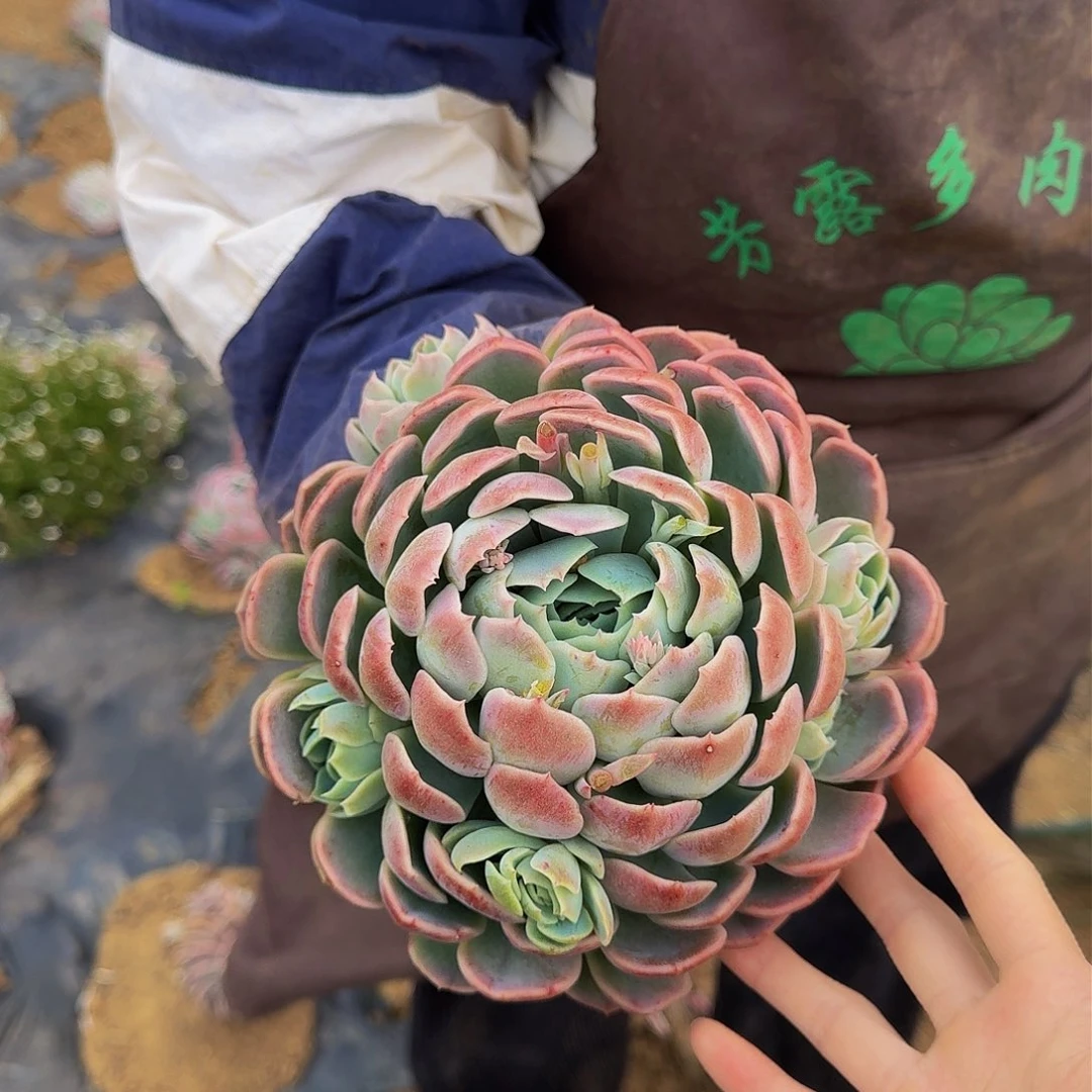 单头贝瑞 一颗 不包损