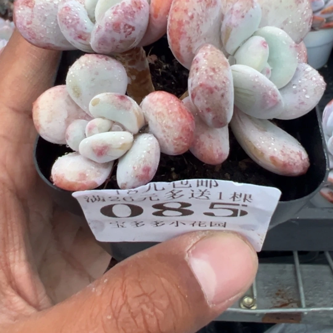 085号三头老桩雪兰群一物一拍满18包邮满26送一颗多肉