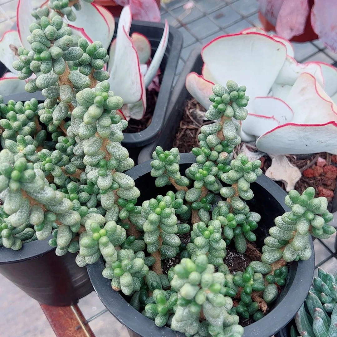 绿龟卵多头群生老桩